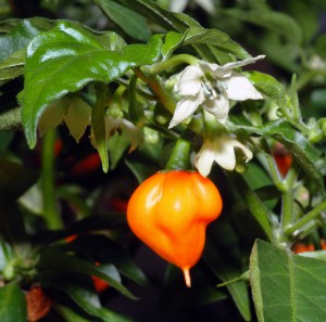 Habanero_chile_-_flower_with_fruit_(aka)