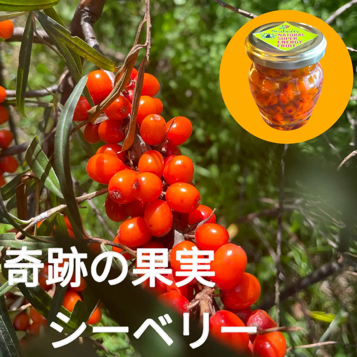 北海道産生摘みシーベリー（サジー）のジャム